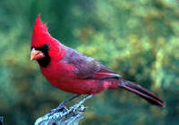 NC Cardinal